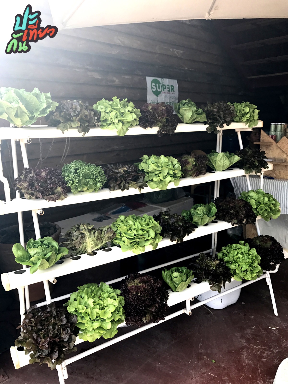 ผักสด ๆ The Birder's Lodge Farmer's Market