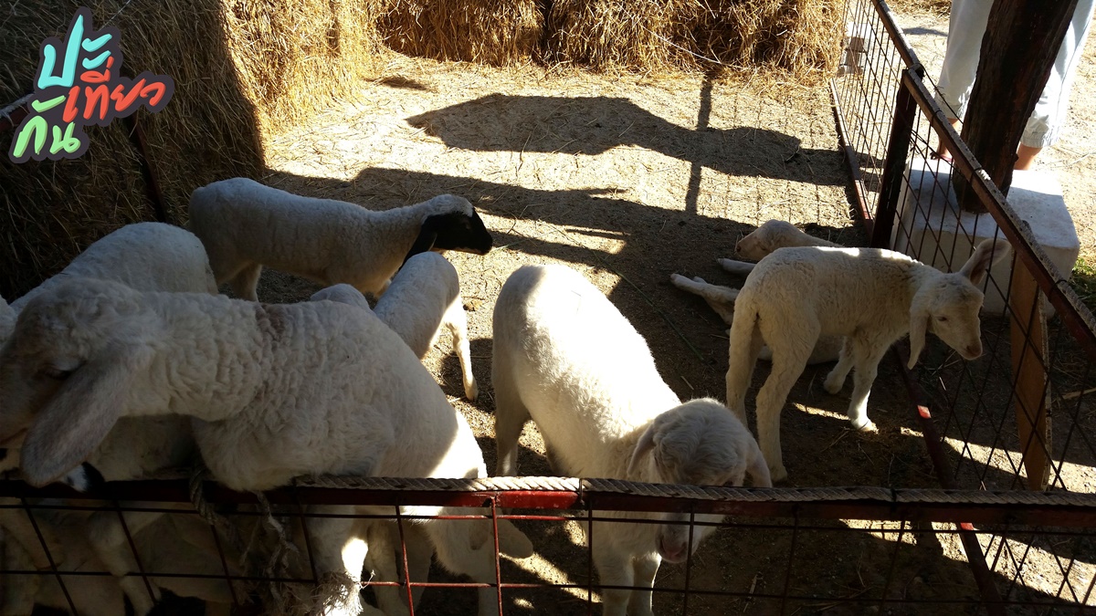 แกะอยู่ในกรง Swiss Sheep Farm