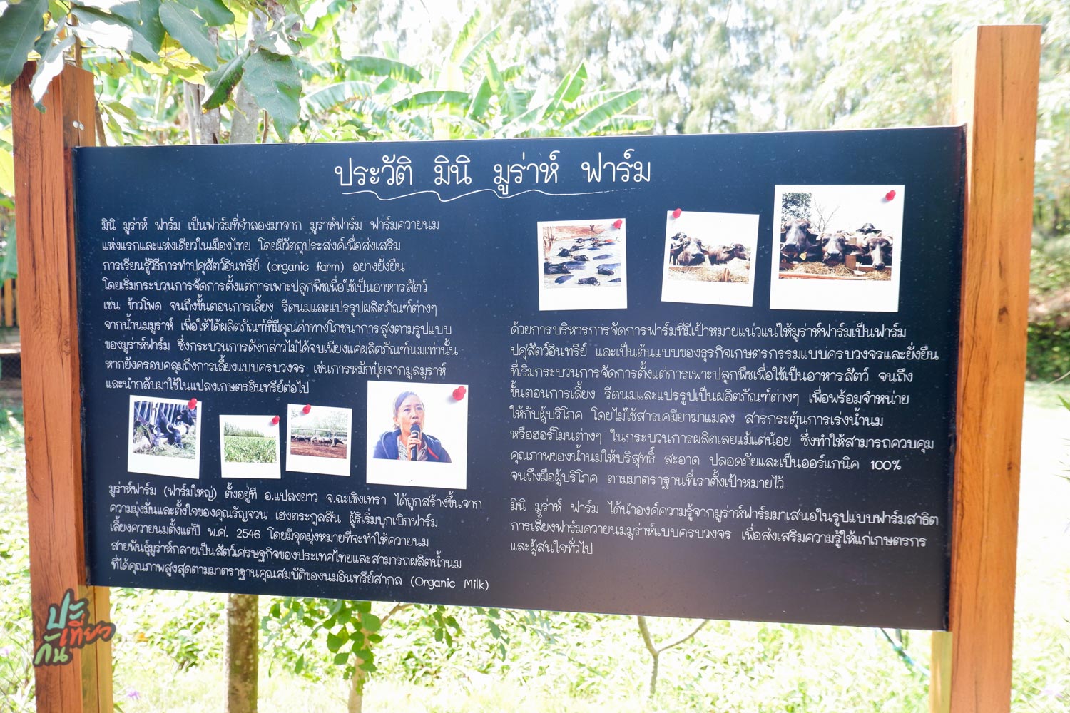 ประวัติ มินิมูร่าห์ฟาร์ม