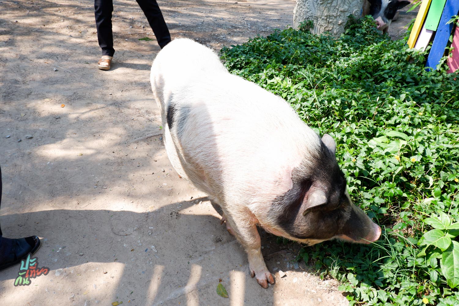 หมู ภายในมินิมูร่าห์ฟาร์ม