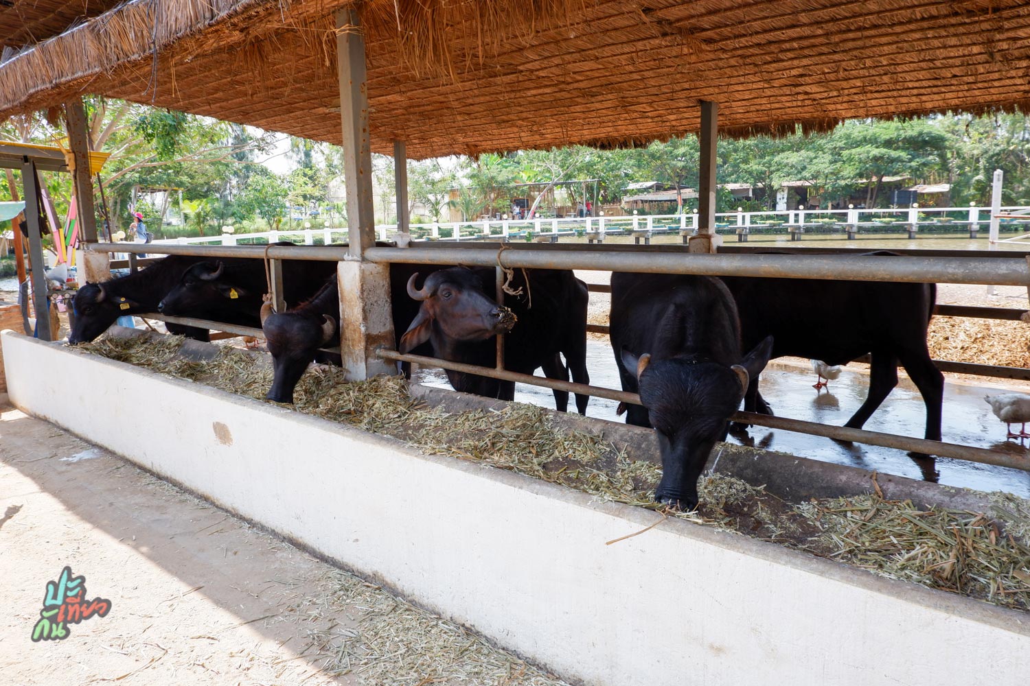 ควายสายพันธุ์มูร่าห์