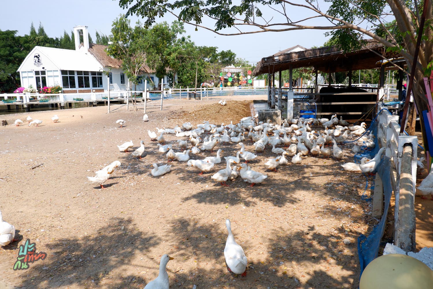ฝูงเป็ด ภายในมินิมูร่าห์ฟาร์ม