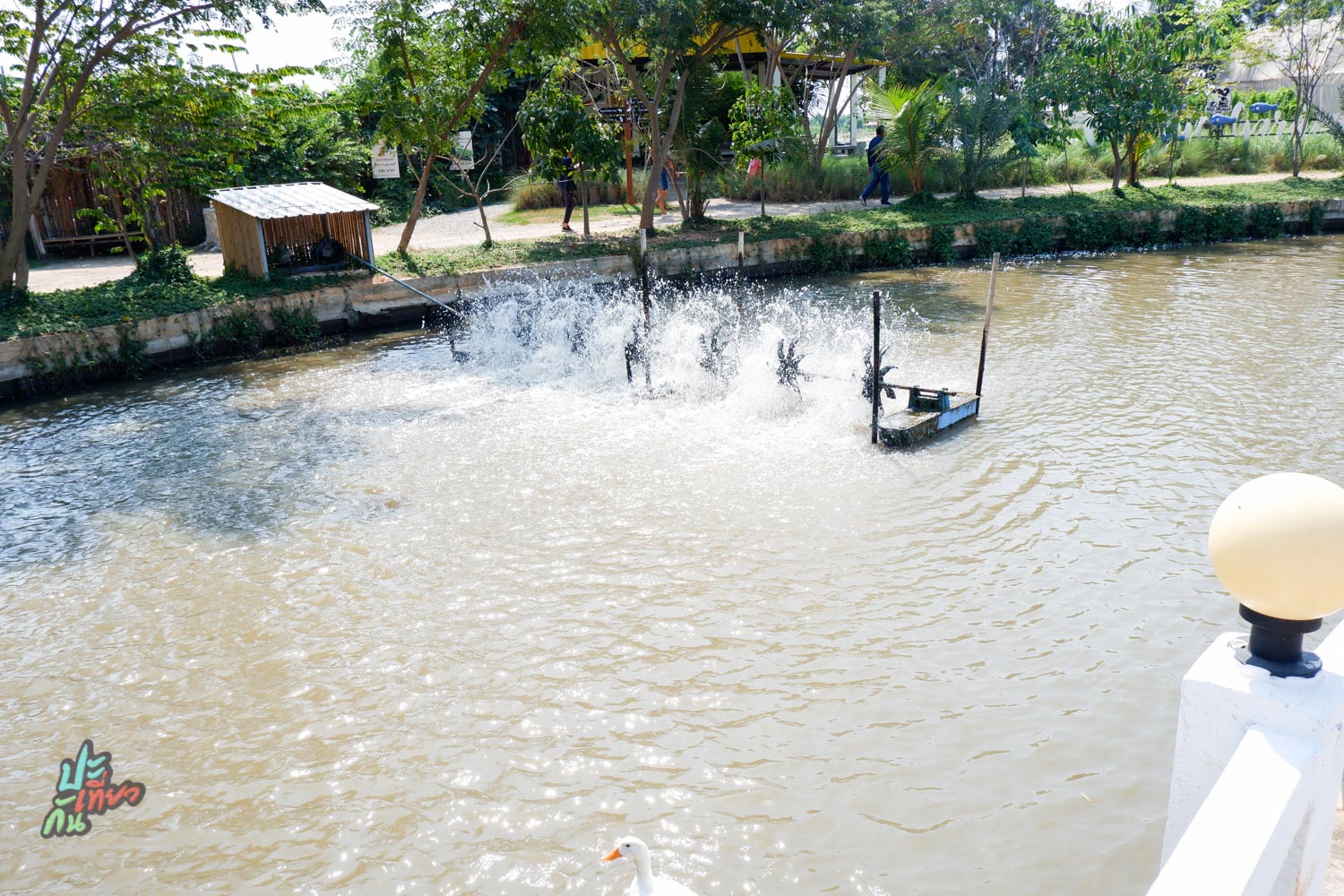 สระน้ำ ภายใน มินิมูร่าห์ฟาร์ม