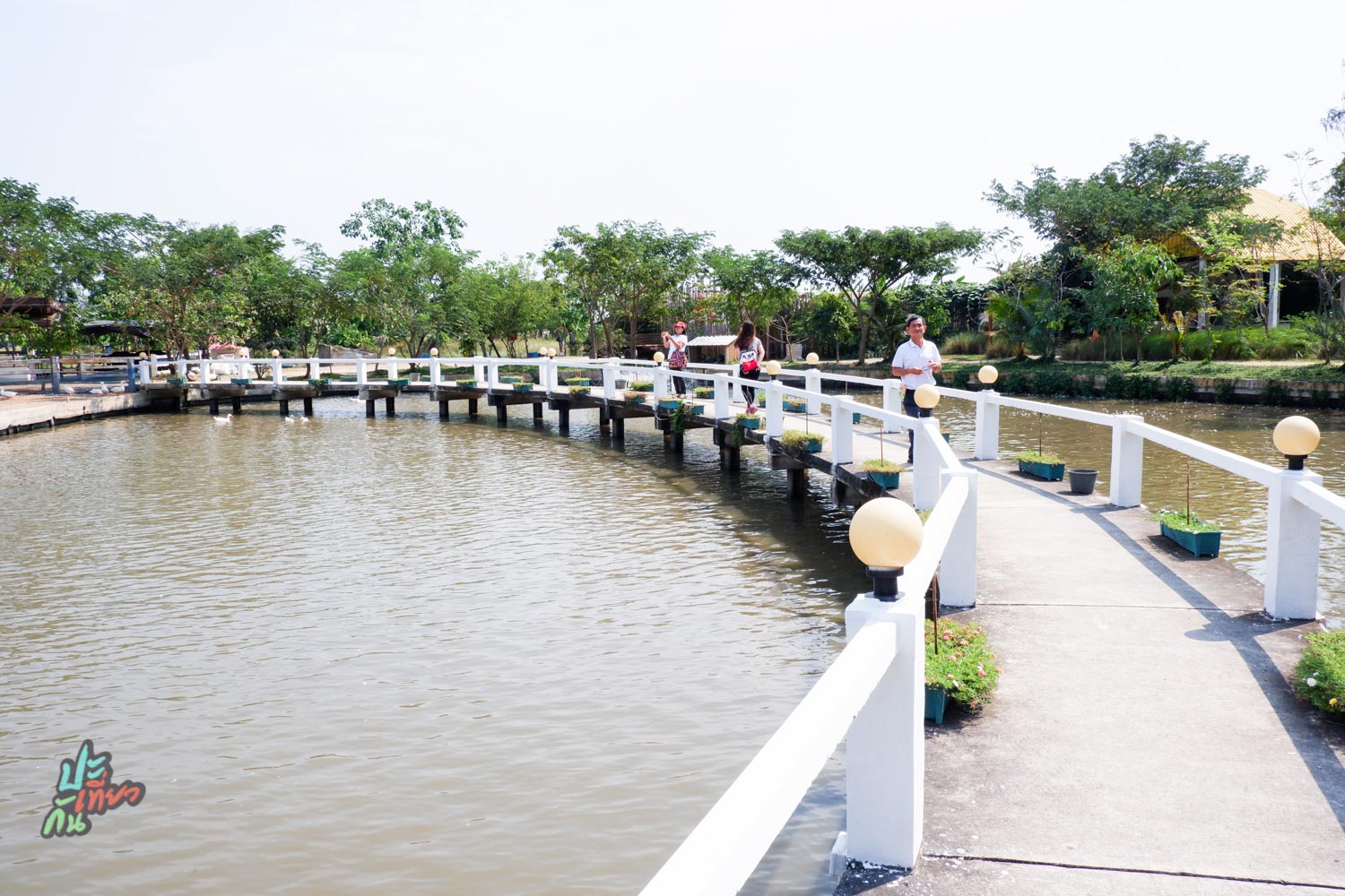 สะพานยาวกลางสระ ใน มินิมูร่าห์ฟาร์ม