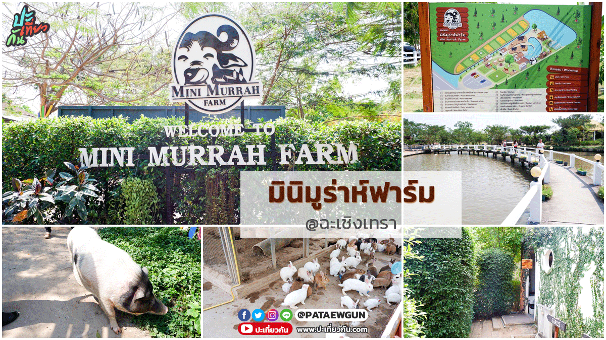 พาเที่ยว มินิมูร่าห์ฟาร์ม (Mini Murrah Farm) ฉะเชิงเทรา