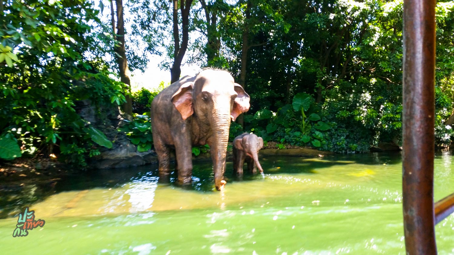 ช้างและลูกช้างกำลังเล่นน้ำ